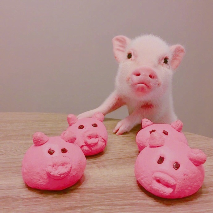 点击大图看下一张：一组萌萌哒的小猪图片