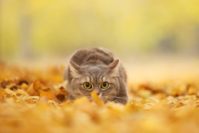 点击大图看下一张：一组超美秋景肿美丽的小猫咪图片