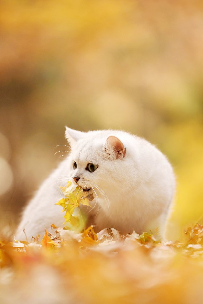 点击大图看下一张：一组超美秋景肿美丽的小猫咪图片