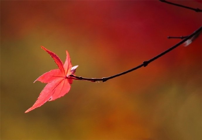 点击大图看下一张：秋天的枫叶好似燃烧着的火球