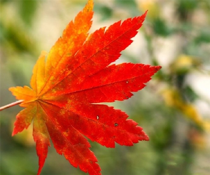 点击大图看下一张：秋天的枫叶好似燃烧着的火球