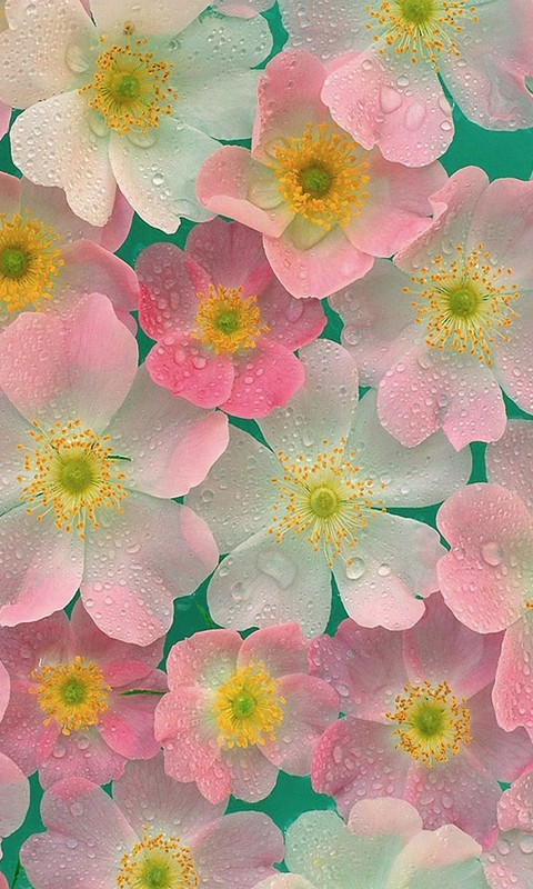 点击大图看下一张：温馨的花朵高清壁纸图片