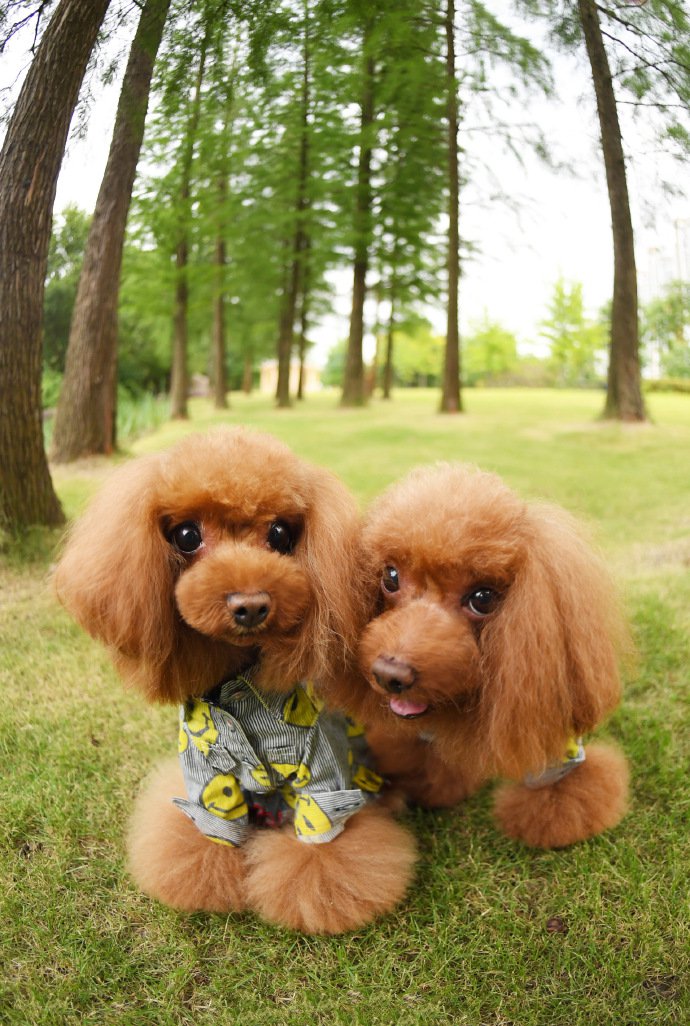点击大图看下一张：一组超可爱的两只泰迪狗狗图片欣赏