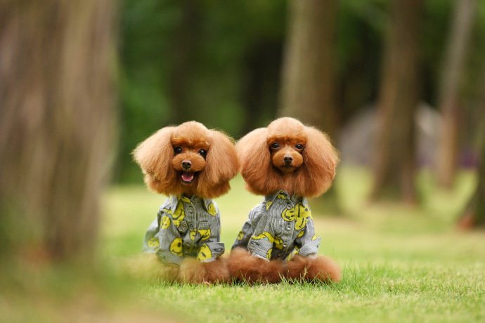 点击大图看下一张：一组超可爱的两只泰迪狗狗图片欣赏