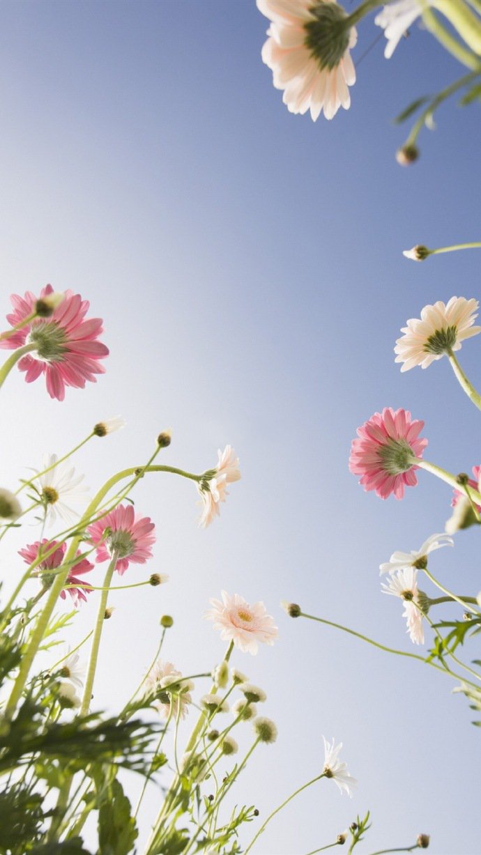 点击大图看下一张：一组小清新美丽的雏菊高清图片欣赏