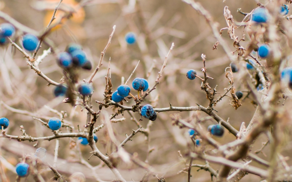 点击大图看下一张：多吃蓝莓可以缓解眼部疲劳，预防近视
