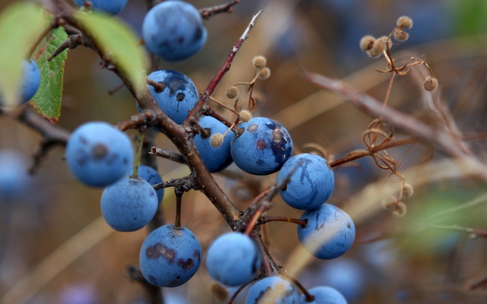 点击大图看下一张：多吃蓝莓可以缓解眼部疲劳，预防近视