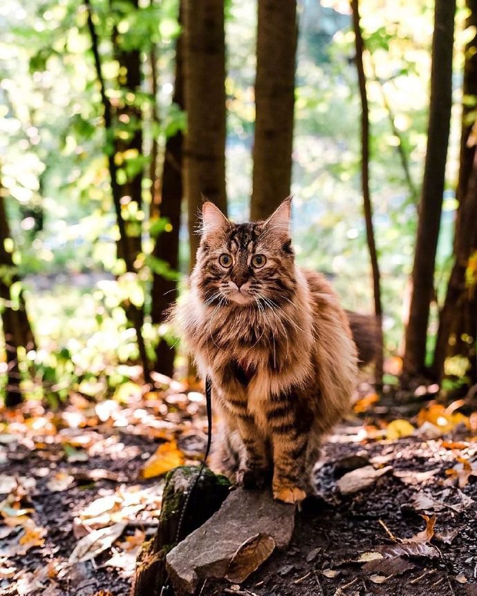 点击大图看下一张：一只散步在深秋林地中的挪威森林-缅因混血猫