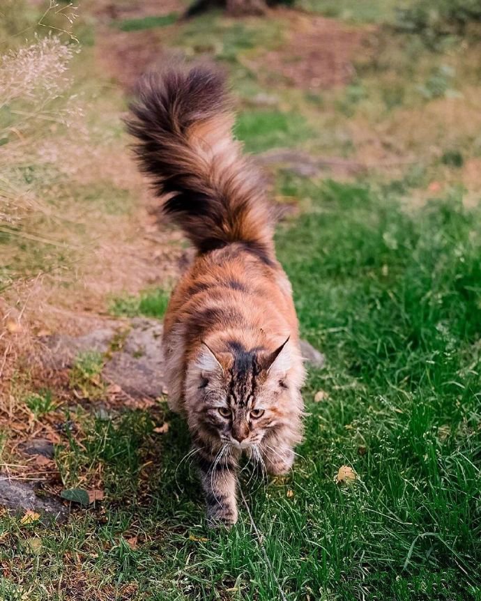 点击大图看下一张：一只散步在深秋林地中的挪威森林-缅因混血猫