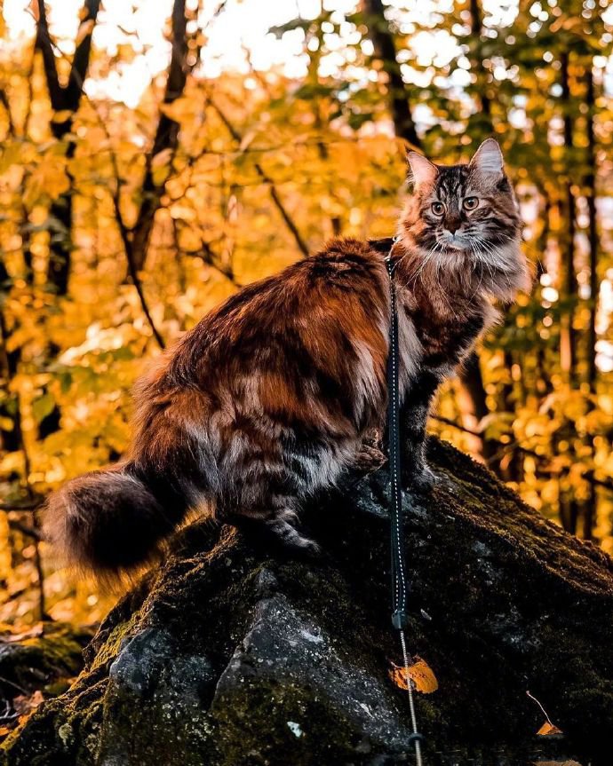 点击大图看下一张：一只散步在深秋林地中的挪威森林-缅因混血猫