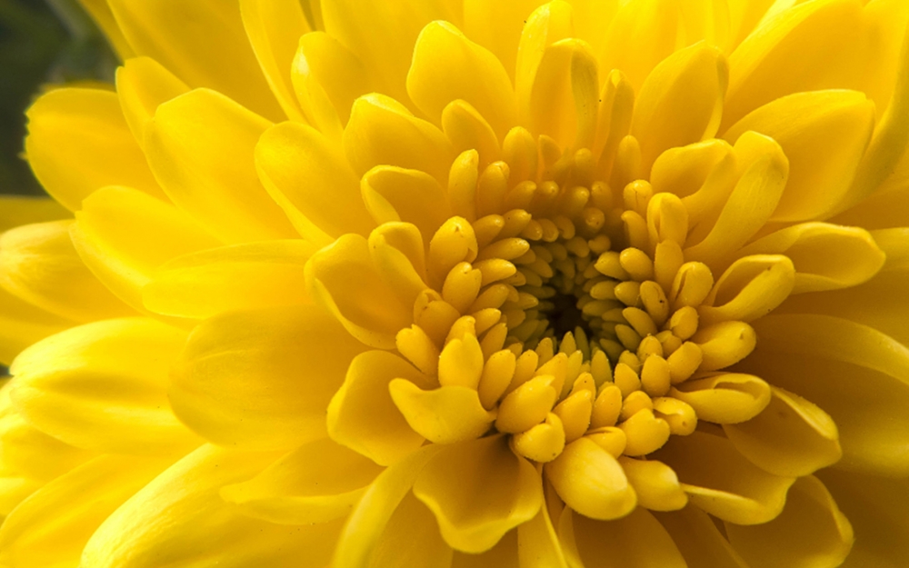 点击大图看下一张：一组黄色鲜艳花朵高清图片欣赏