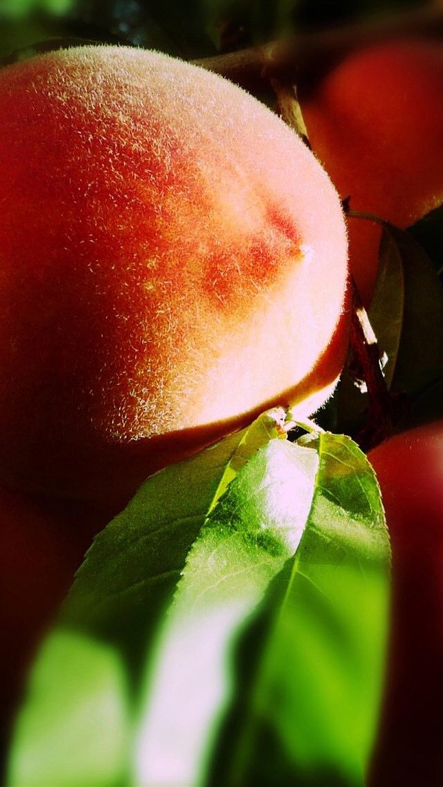 点击大图看下一张：桃子个大皮薄，芳香四溢，晶莹圆润