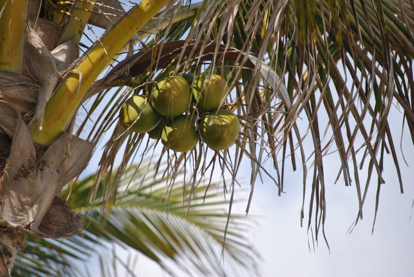 点击大图看下一张：一组挂在树上的椰子图片