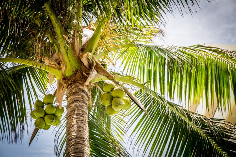 点击大图看下一张：一组挂在树上的椰子图片