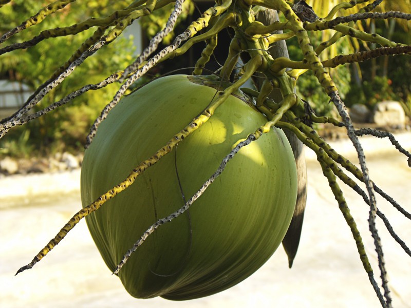 点击大图看下一张：一组绿色椰子图片