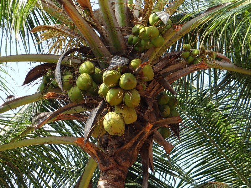 点击大图看下一张：一组绿色椰子图片