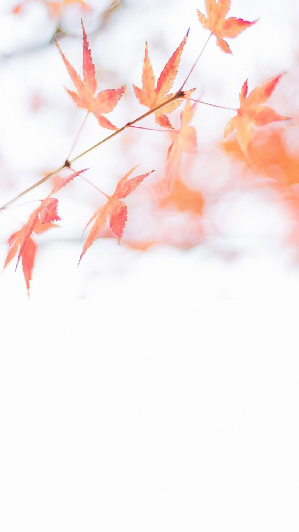 点击大图看下一张：唯美秋季枫叶图片手机壁纸