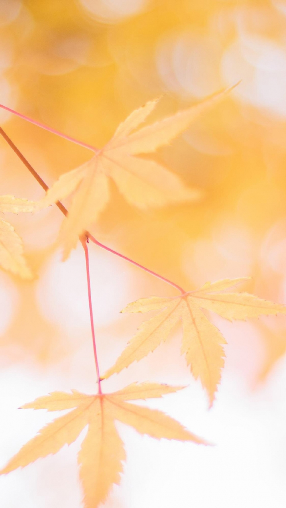 点击大图看下一张：唯美秋季枫叶图片手机壁纸