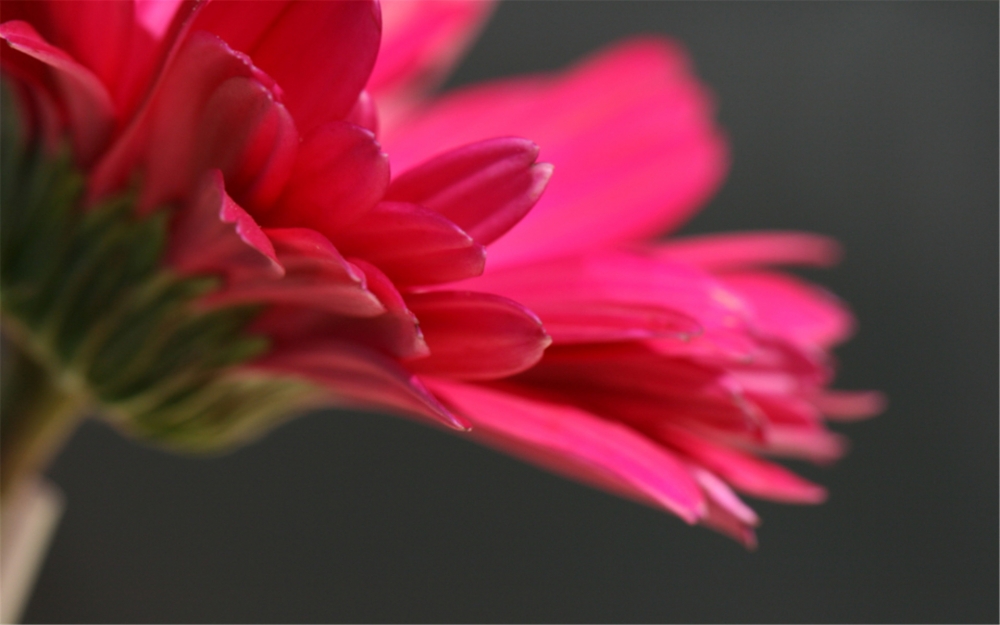 点击大图看下一张：鲜艳红色花朵图片摄影高清桌面壁纸
