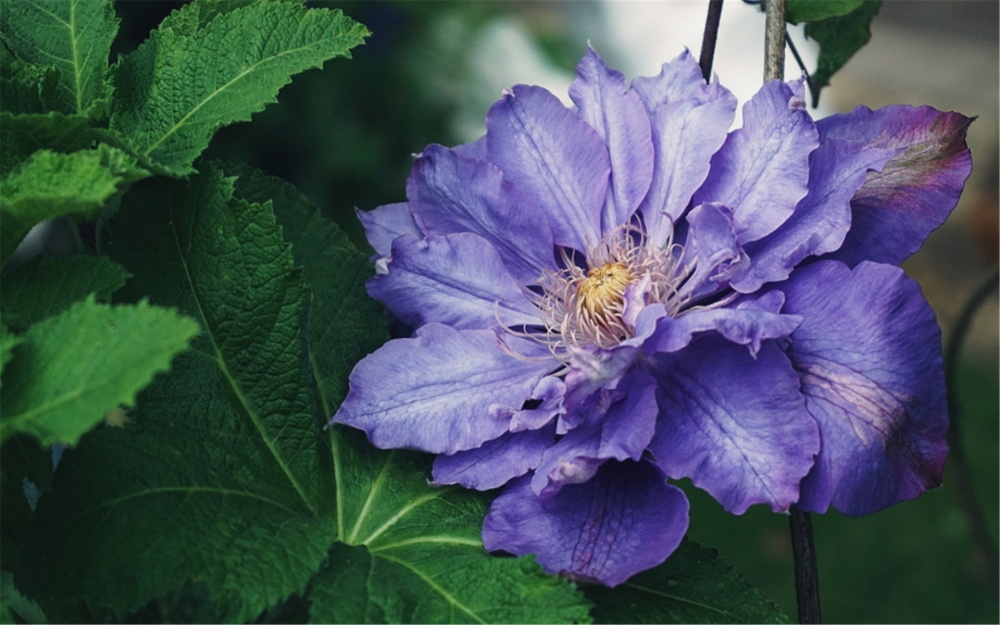 点击大图看下一张：清新户外绿植花朵高清电脑桌面壁纸