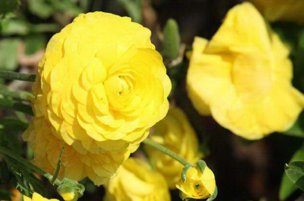 点击大图看下一张：花香迷人的黄色牡丹图片