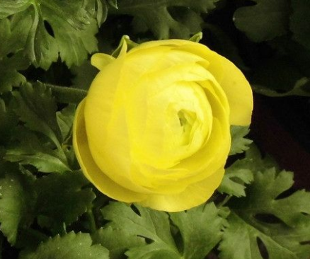点击大图看下一张：花香迷人的黄色牡丹图片