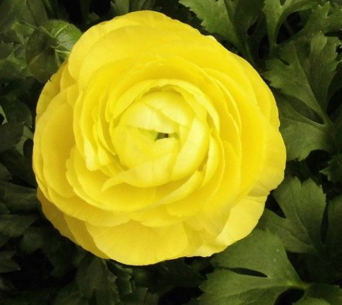 点击大图看下一张：花香迷人的黄色牡丹图片