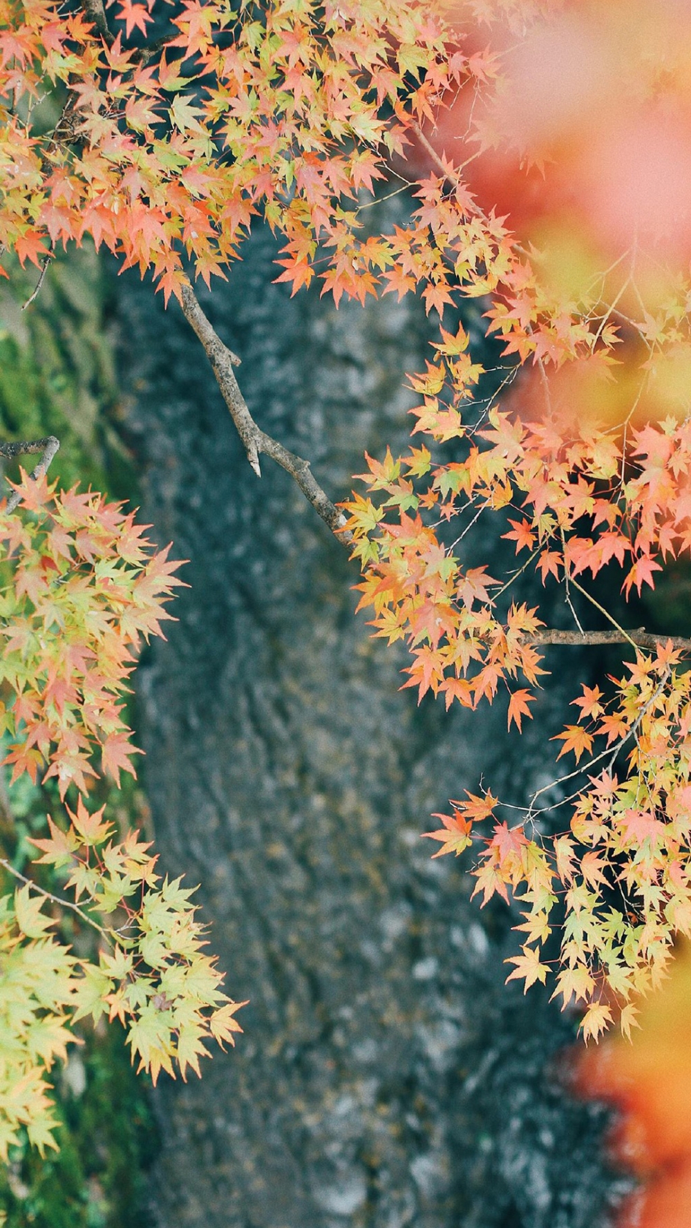 点击大图看下一张：秋日唯美枫叶摄影图片手机壁纸