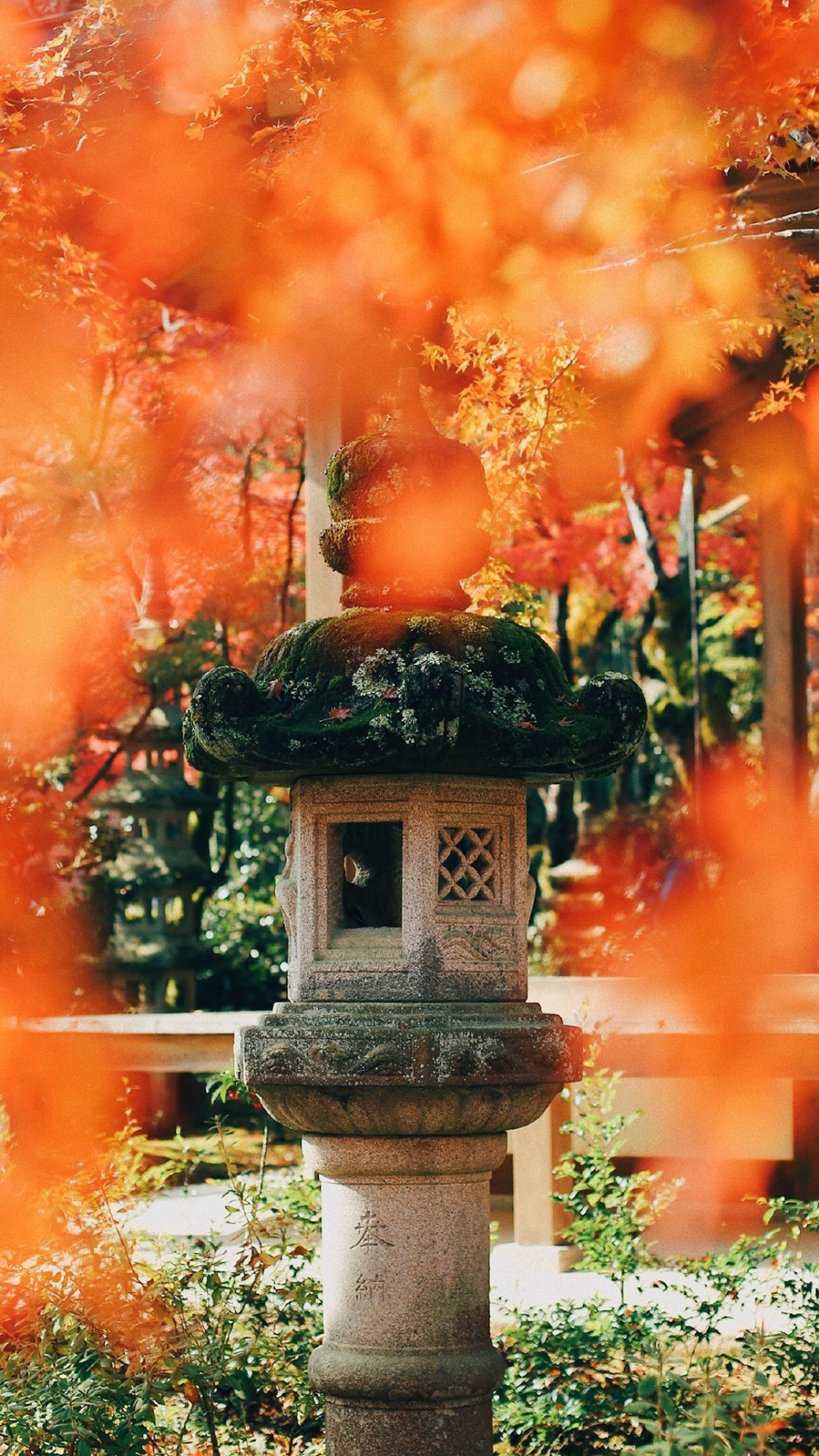 点击大图看下一张：秋日唯美枫叶摄影图片手机壁纸