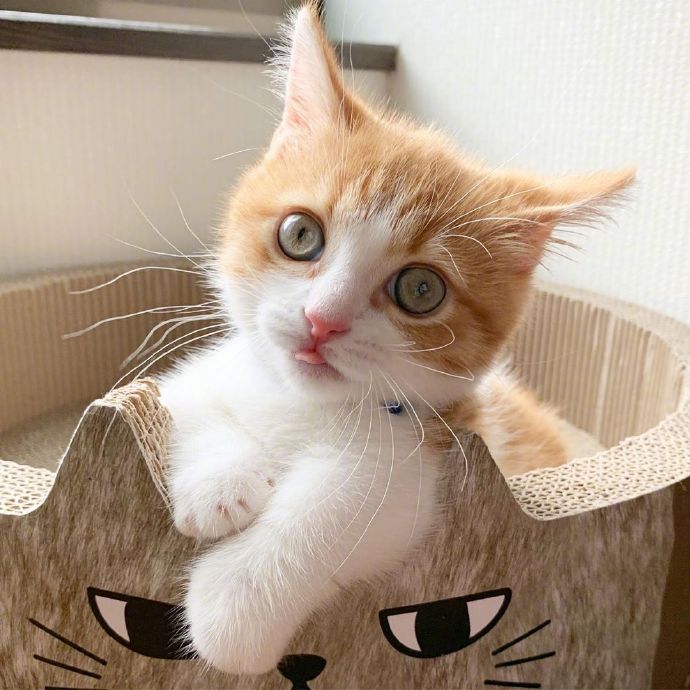 点击大图看下一张：一只超级可爱呆萌的小猫咪图片欣赏