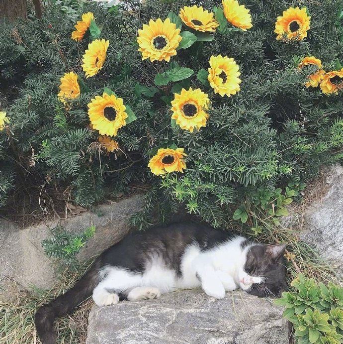 点击大图看下一张：花丛中的小猫咪 悠闲又自在