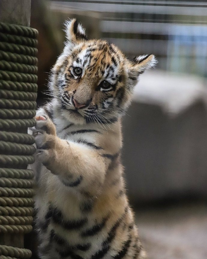 点击大图看下一张:茶臼山动物园的小老虎太奶了吧