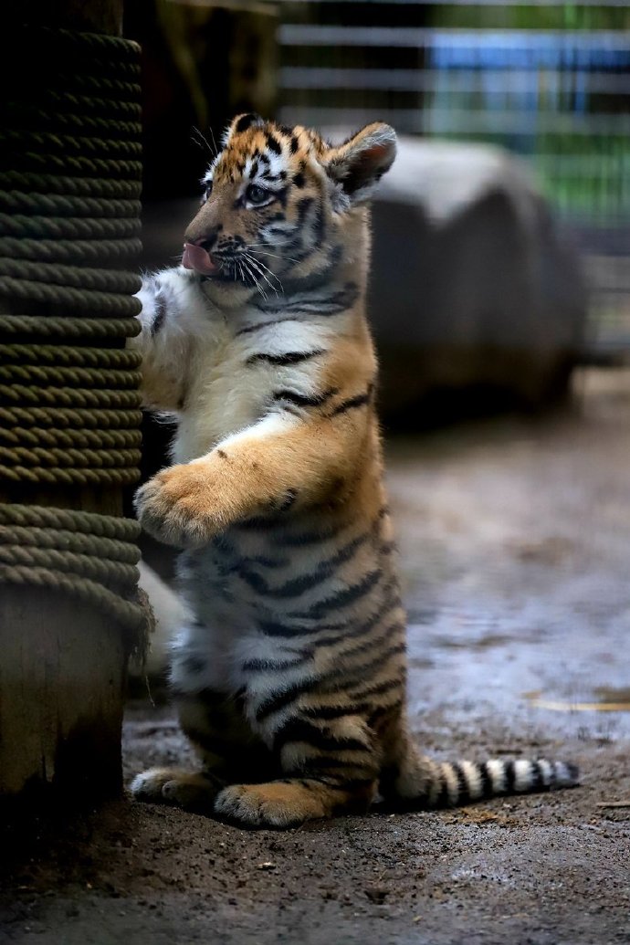 点击大图看下一张：茶臼山动物园的小老虎太奶了吧