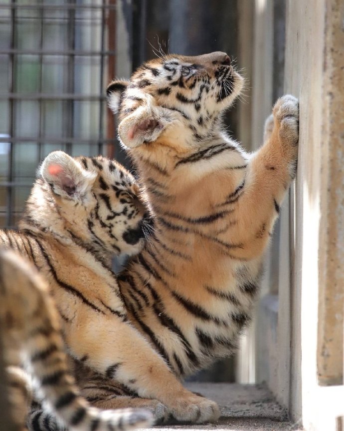 点击大图看下一张：茶臼山动物园的小老虎太奶了吧