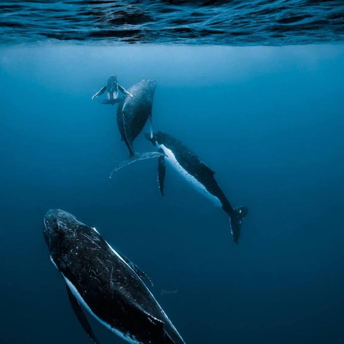 点击大图看下一张：海深时见鲸 ​ ​​​​