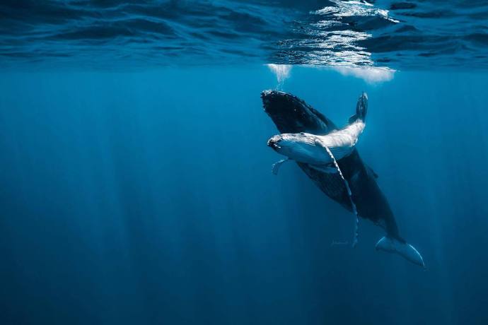点击大图看下一张：海深时见鲸 ​ ​​​​
