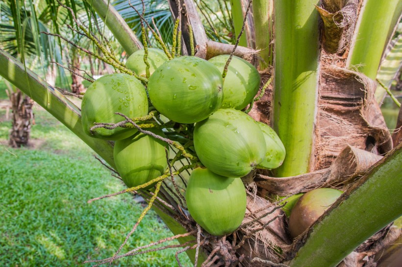 点击大图看下一张：一组挂在树上的绿色椰子图片