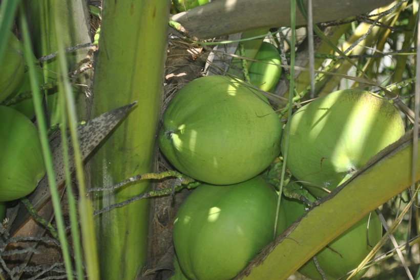 点击大图看下一张：一组挂在树上的绿色椰子图片