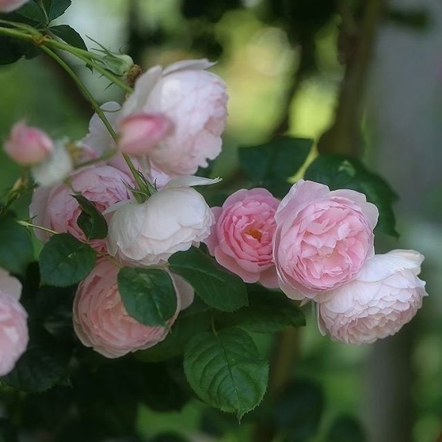 点击大图看下一张：一组漂亮的蔷薇花开图片欣赏