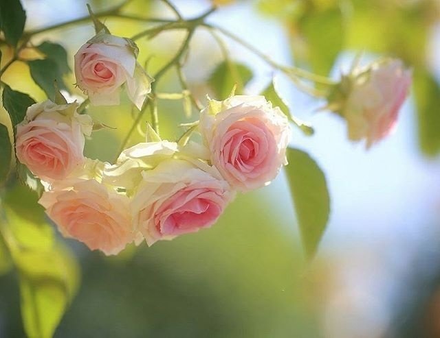 点击大图看下一张：一组漂亮的蔷薇花开图片欣赏