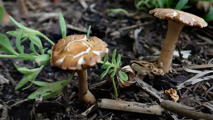 点击大图看下一张：一组森林里的蘑菇图片欣赏