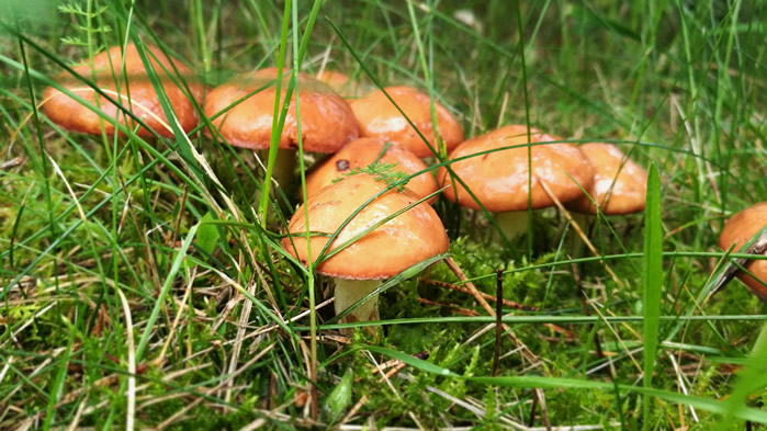 点击大图看下一张：一组森林里的蘑菇图片欣赏