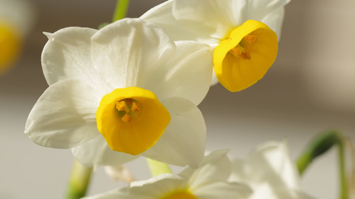 点击大图看下一张：一组清新唯美的白色水仙花图片欣赏