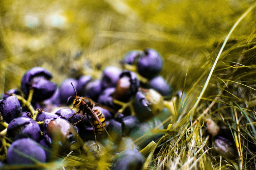 点击大图看下一张：一组毒性特别强的大黄蜂图片