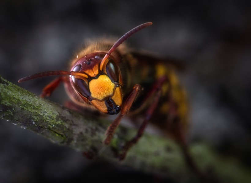 点击大图看下一张：一组毒性特别强的大黄蜂图片