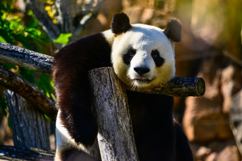 点击大图看下一张：一组胖嘟嘟可爱的熊猫图片