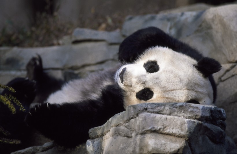 点击大图看下一张：一组胖嘟嘟可爱的熊猫图片