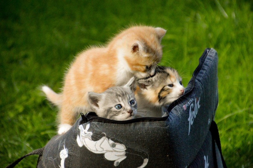 点击大图看下一张：一组迷人可爱的小猫咪图片欣赏