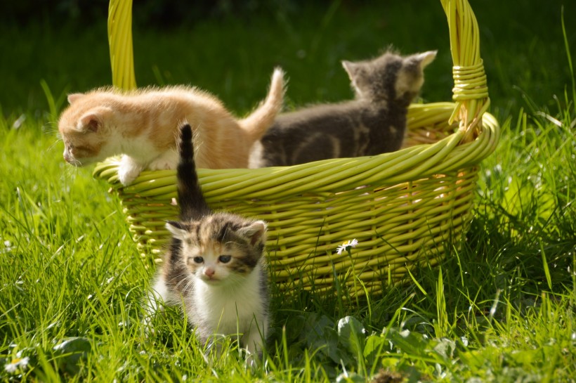 点击大图看下一张：一组迷人可爱的小猫咪图片欣赏