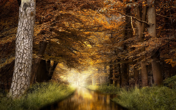 点击大图看下一张：唯美秋天自然风景树木图片欣赏